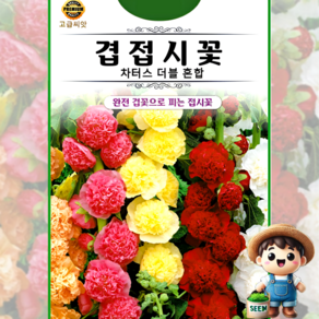 KS종묘 겹접시꽃 30립 차터스 더블 혼합 접시꽃 고급 꽃씨 씨앗 종자, 1개