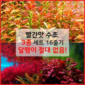 [착한수초] 빨간맛 수초 3종 세트 16줄기 달팽이 없는 수초 어항 키우기 쉬운 초보수초 구피 새우 치어 베타 은신처, 1개