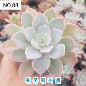 다육식물- 희귀 다육 100가지 모아보기, [NO. 88] 9cm 포트, 1개