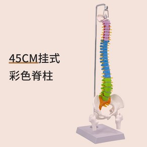 인체 척추 모형 뼈 외과 요추 의료 표본 해부 실습 교육용, 45CM 컬러 척추 - 서스펜션  소프트 요추, 45CM 컬러 척추 서스펜션 소프트 요추