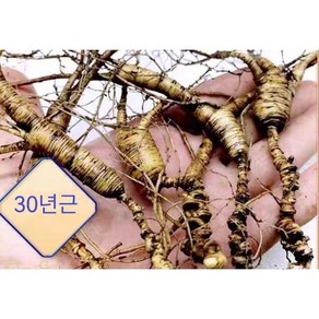 백두산 30년 임하삼 산양삼 싱싱한 임하산삼 3뿌리 한세트, 40g