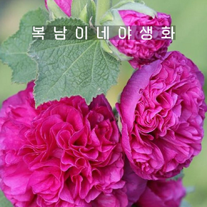 겹접시꽃 바이올렛 [4포트 복남이네야생화 모종 체터스더블 홀리훅 hollyhock], 4개