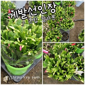 게발선인장 칼라분 화이트+ 빨강 05 랜덤 공기정화식물/미세먼지/공기정화효과 공기정화식물