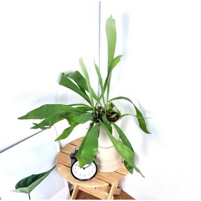 네덜란드 사슴뿔고사리 Dutch Staghorn Fern 인테리어 플랜테리어 반려식물