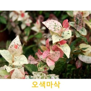 초화식물/야생화 오색마삭 갈색플라스틱모종 4개(L0055), 4개