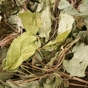 국산 삼백초 600g 한방재료 한약재, 13Y2_국산삼백초600g, 1개, 상세페이지 참고