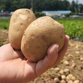 올해 갓 수확한 맛있는 햇감자 수미감자, 1개, 중(휴게소감자크기)1kg