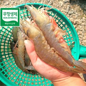 무항생제 생새우 활새우 생새우회 새우회 생새우살 흰다리새우1kg, 1개