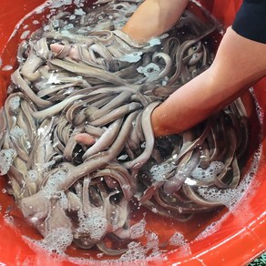 국내산 부산 생물 꼼장어 먹장어 손질꼼장어, 1개, 1kg(손질후600g)