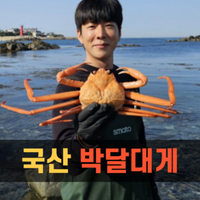 [산지직송]프리미엄 국산 박달대게 1kg 2kg 영덕대게 대게 구룡포 게 대개 제철, 1박스, 국산박달대게 2kg (3~5마리)