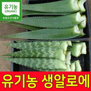 친환경 유기농인증 생알로에 알로에베라 5kg 2kg 알로에생잎 농장직송, 1박스, 알로에베라5KG