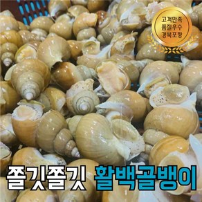 포항 당일조업 생물 백고동 백골뱅이 1kg 당일조업 자연산 고동, 대 1kg (10~15미 내외), 1개