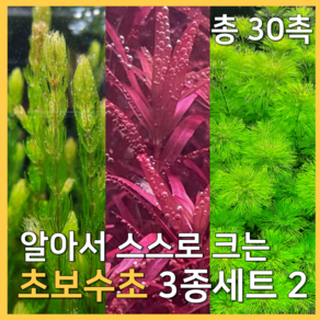 [수초농부] 검역 알아서 크는 초보수초 3종세트 암브리아 붕어마름 블러드레드 각 10촉씩 초보자, 1세트