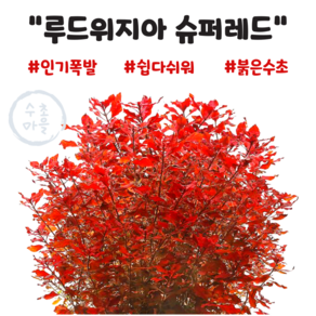 <수초마을> 강렬한 붉은수초 루드위지아 슈퍼레드 10줄기 초보수초 후경수초 구피 새우 은신처, 1개