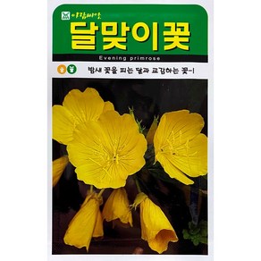 달맞이꽃 꽃씨앗 4000립