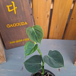 가꾸다 필로덴드론 루피넘(Philodendron lupinum)