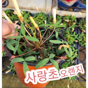 사랑초-푸푸레아-오렌지/찐한오렌지빛 사랑초 옥살리스, 1개