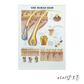 아이샵오픈 입체도 단면도 두피모발 입체단면도 모공단면도 병원 미용 - 한국, 1개
