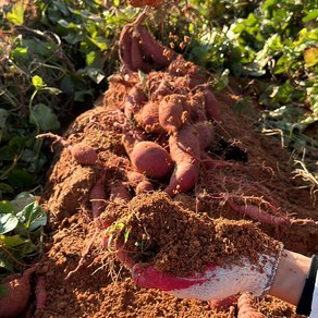 [올리팜] 해남 세척 꿀 고구마 베니하루카 산지직송, 1박스, 3kg 한입