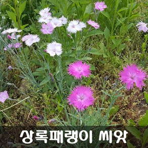 [해피플라워] 상록패랭이 씨앗 1g(약 1000립) / 봄 여름 가을 파종 꽃씨, 1개