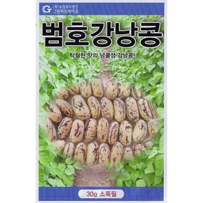 호랑이강낭콩씨앗 호랑이콩씨 종자, 1개