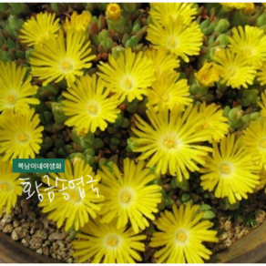 황금송엽국 [4포트] (복남이네 야생화 모종 다육식물 succulent 노란 송엽국), 1개