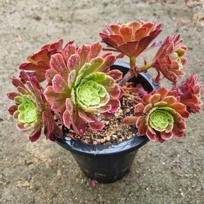 [수암다육] 페스티벌 랜덤발송 Aeonium 'Fiesta' 다육 다육이 다육식물 국민다육 다육이키우기 선인장 플랜테리어 미니선인장, 1개