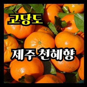 [오네푸드] 제주 천혜향 산지직송 국내산 프리미엄 천혜향, 1박스, 5kg 소과(24-35과 내외)