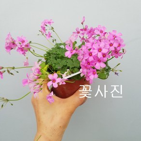 분재사랑초 핑크 30, 1개