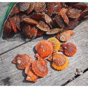 바다의품격 통영 제철 세척 비단 홍가리비, 8개, 1kg