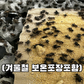 [청년밀웜] 중귀뚜라미 파충류 양서류 먹이 쌍별귀뚜라미 중 사이즈 25 50 100 200, 50개, 1g