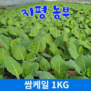 [물맑은 양평] 지평 농부 쌈케일1kg, 1kg, 1개