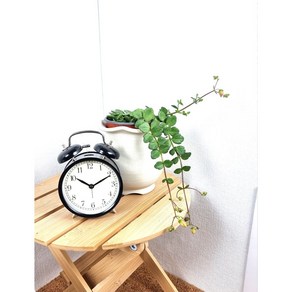 카랑코에 유니플로라 '코랄벨' kalanchoe unifloa 'coal bell' 희귀식물 넝쿨식물 실내식물 플랜테리어 인테리어식물 서비내 무호화훼, 1개