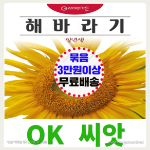 [OK씨앗] [해바라기] 해바라기씨앗 종자(오케이씨앗), 1개