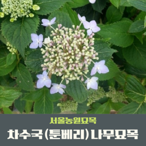 서울농원묘목/차수국 툰베리 산수국 나무 2년생묘목 단맛나는 수국잎 6치포트묘 감로차 조경수