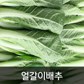 약수농장 얼갈이배추 4kg