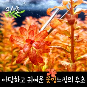 [미초] 루드위지아 sp. 기니아 수초 7촉 / 유경 수초 / 초보자 수초 / 어항 수초