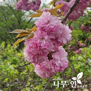 [나무인] 겹벚꽃나무 개화주 근원직경2cm, 1개