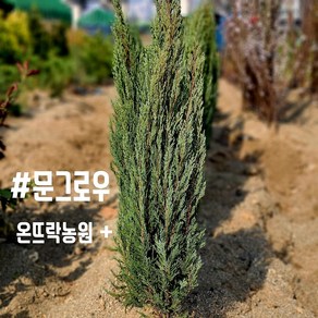 문그로우1.5 m 분묘[온뜨락농원 plus[] 최고급조경수 전원주택조경 울타리용나무, 1개, 그린