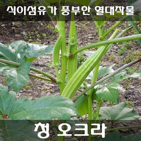 [해피플라워] 봄 여름 파종 건강 채소 오크라 씨앗 300립 (청오크라 / 적오크라 선택옵션)