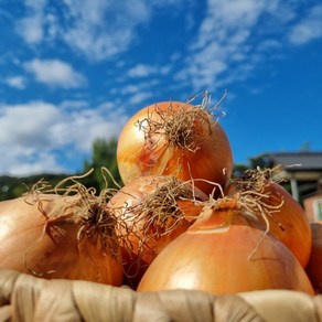 산지직송 국내산 무안 햇양파 3kg 5kg 10kg, 10kg 대, 1개