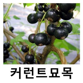 커런트나무 묘목 블랙커런트 실생2년 특묘 15주묶음, 1개