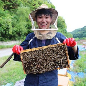 천연 벌꿀 아카시아꿀 야생화꿀 (잡화꿀) 밤꿀 꽃따라꿀따라