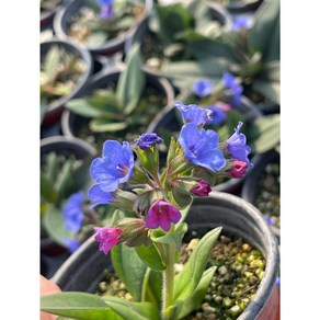 삼색앵초 [야생화담담], 1개