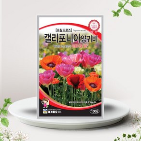 흙닷컴 프릴드로즈 씨앗 100립 관상용 일년생 꽃씨앗 종자, 1개