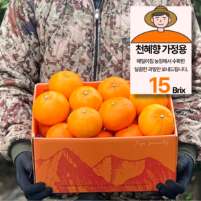 15bix 당도선별 제주 천혜향 가정용, 1박스, 3kg(15과내외)