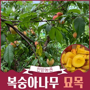 복숭아나무 묘목 결실주 3-4년생 백도 황도 천도(신비) 유실수 과일나무키우기 재배 수확, 백도 3년생, 1개