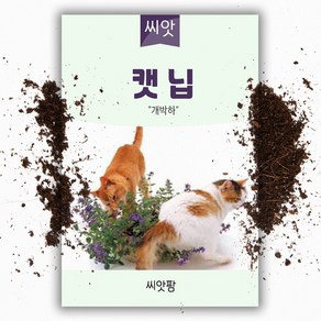 캣닢 씨앗 800립 캣닙 개박하 씨앗 허브 박하, 1개, 1g