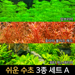 [수초인] 쉬운 수초 3종 세트 A (이끼 달팽이가 없는 수초) (무료배송) (구피 새우 물고기 어항 은신처 초보 쉬운 기본 수초)