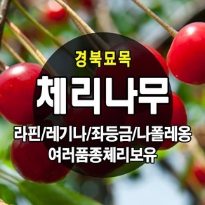 [경북농원] 체리나무묘목 신품종 자가수정 (라핀/레기나/좌등금/나폴레옹등등) 접목묘